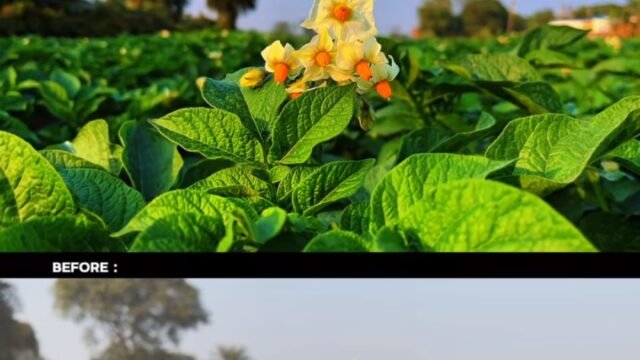 Screenshot_2025-03-11-13-05-52-49_1c337646f29875672b5a61192b9010f9